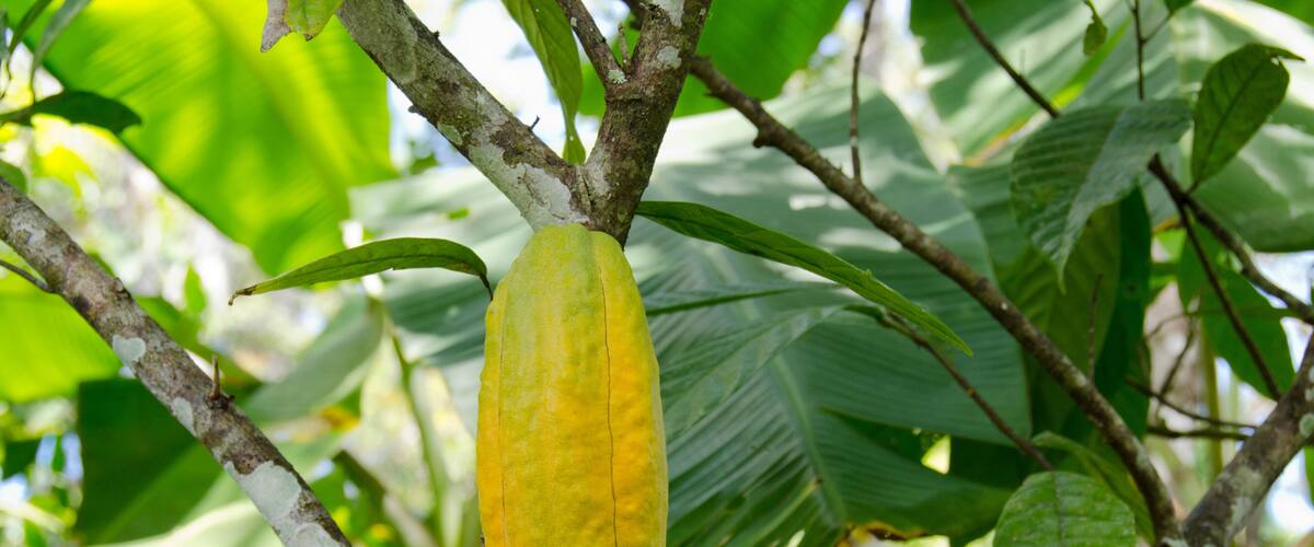 A large, yellow fruit hanging from a tree branch amidst green foliage.