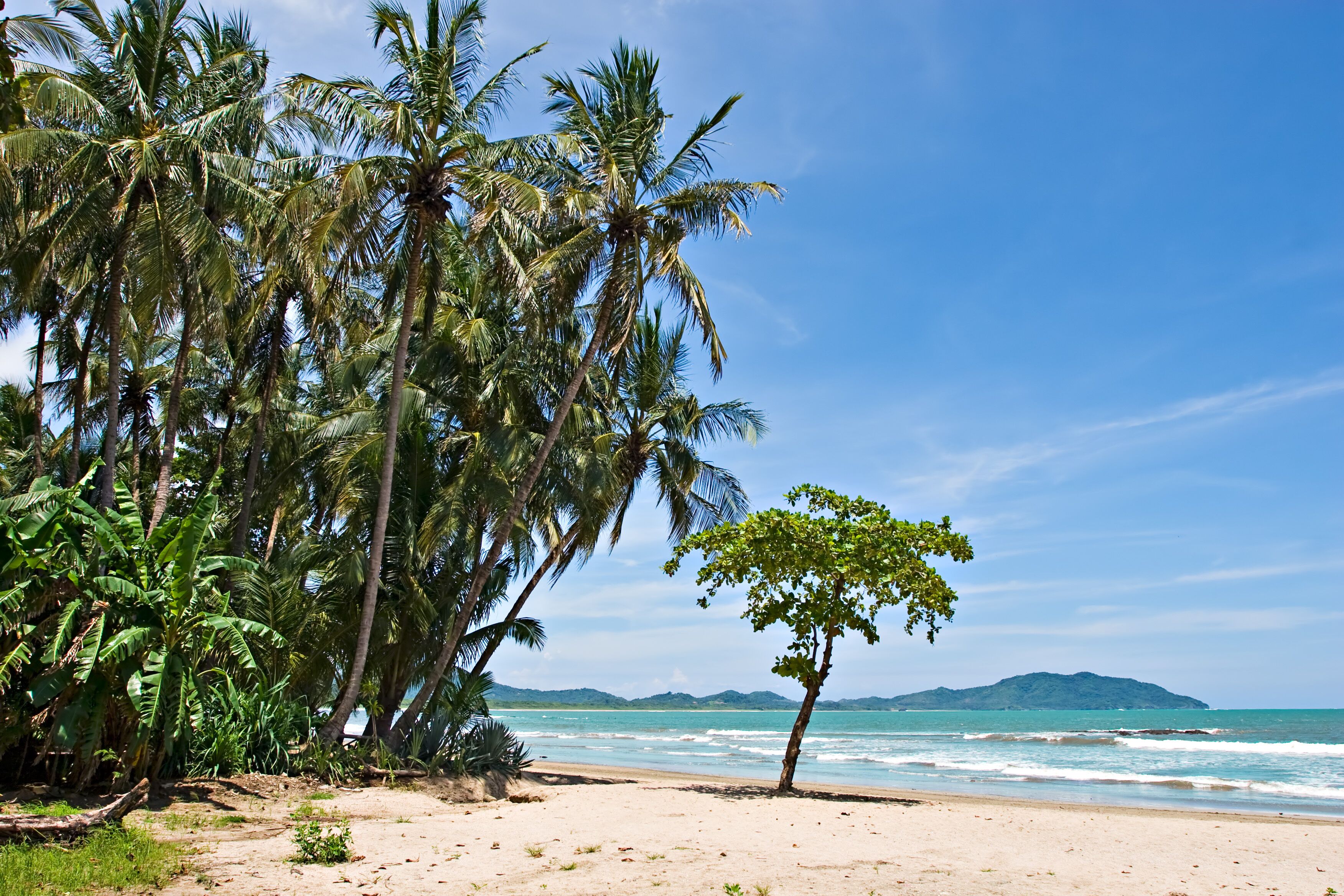 A beach with palm trees and a clear blue sky.