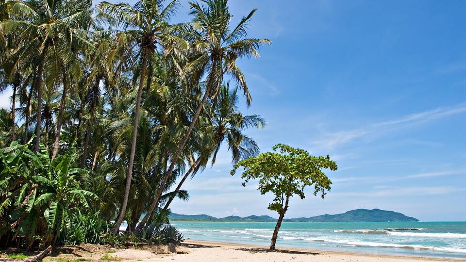 A beach with palm trees and a clear blue sky.