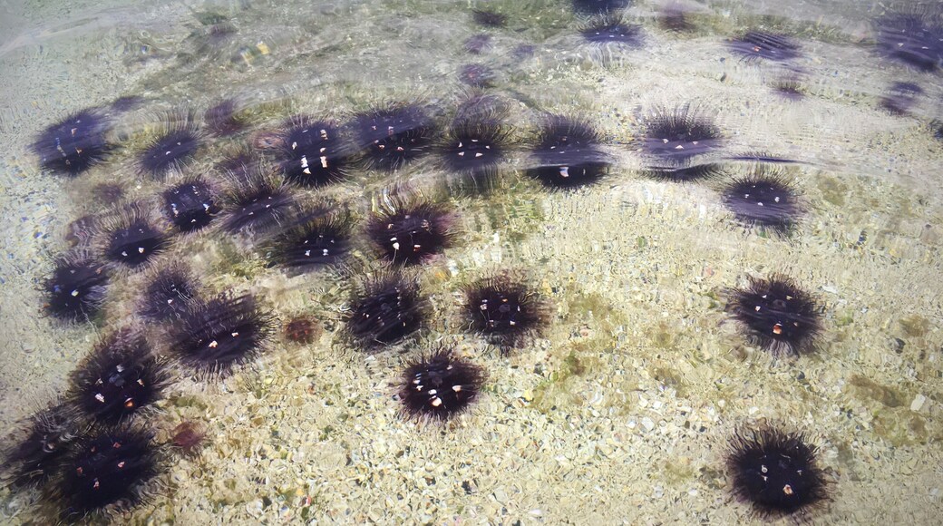 Costa Rica has many beautiful beaches, but be careful walking the shoreline and careful where you step in the ocean sea urchins were everywhere on the beach of Playa Buena.