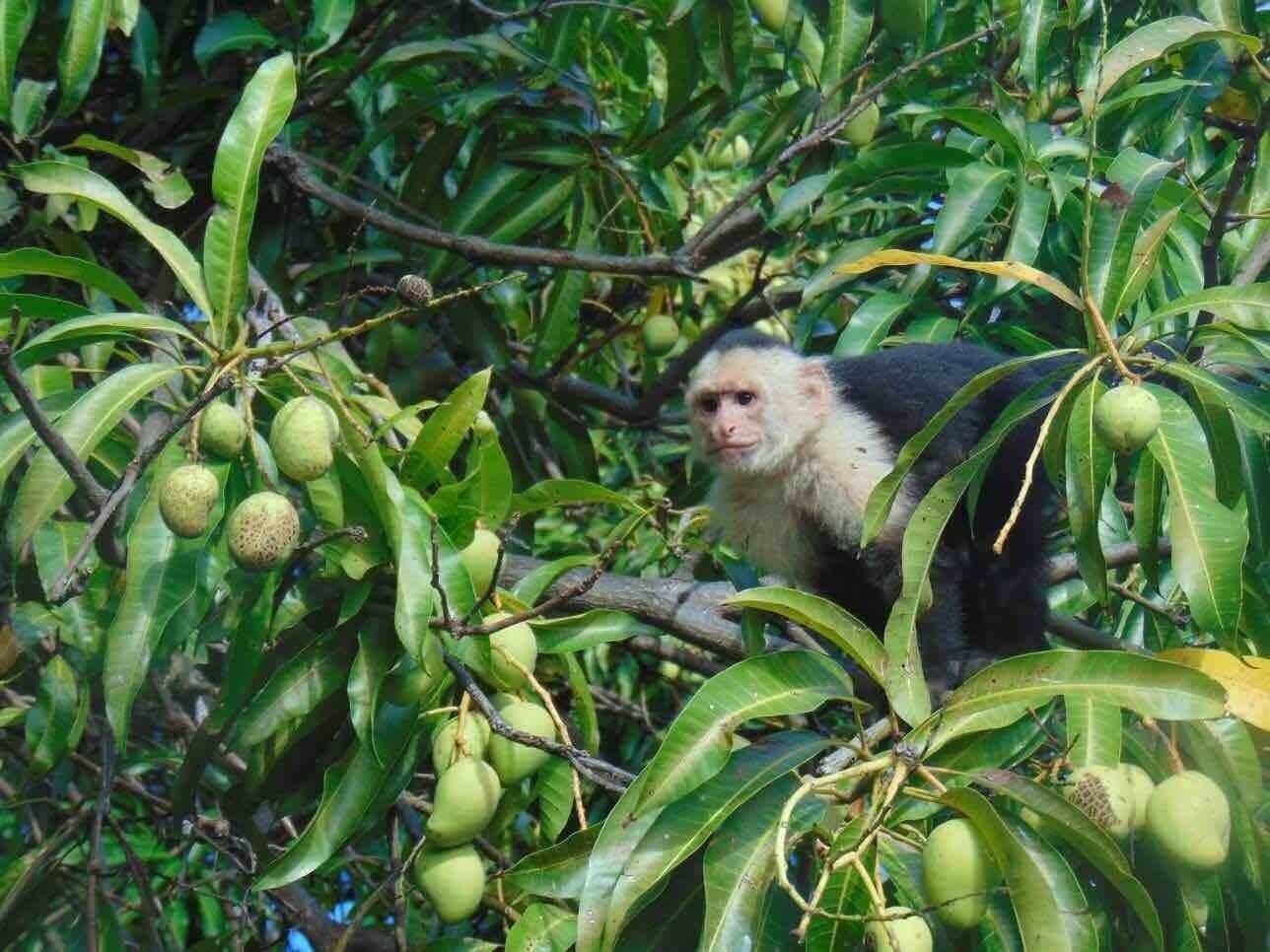 Cheeky monkey eyes tasty fruit.
Despite being a relatively small country, Nicaragua has world class biodiversity with unique habitats for diverse animals such as monkeys, birds, and sea turtles. #LifeAtExpedia #wildlife #Nicaragua