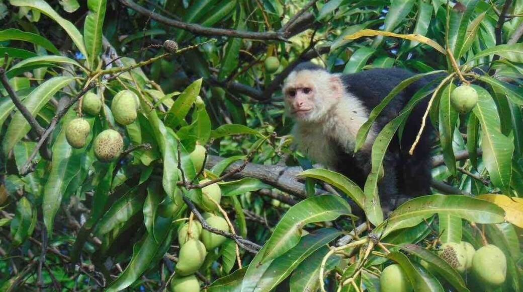 Cheeky monkey eyes tasty fruit.
Despite being a relatively small country, Nicaragua has world class biodiversity with unique habitats for diverse animals such as monkeys, birds, and sea turtles. #LifeAtExpedia #wildlife #Nicaragua