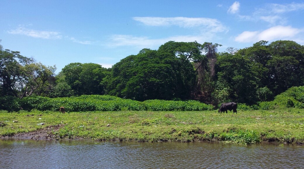 First day in #Nicaragua! Took a little boat cruise through the lagoons outside Granada