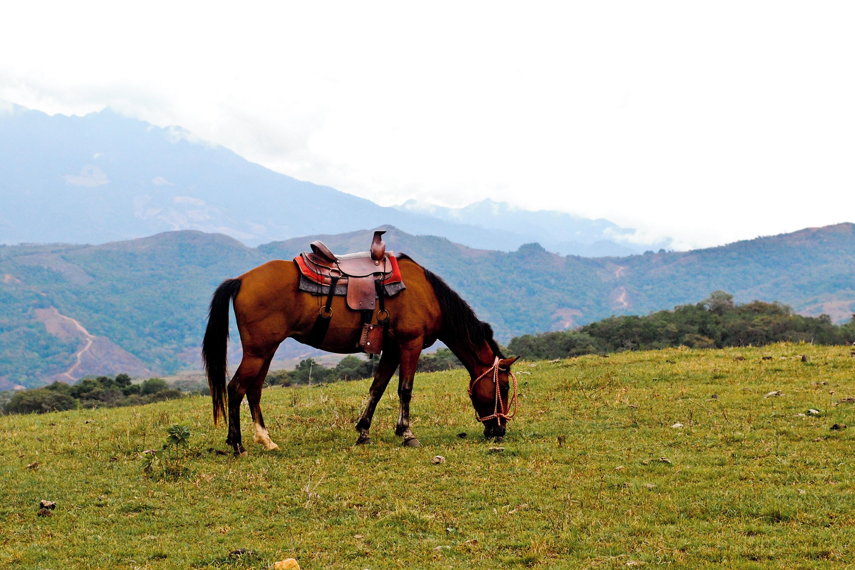 Arranged horseback riding in the cloud forest as well as a guided rafting tour. Both were amazing! 
