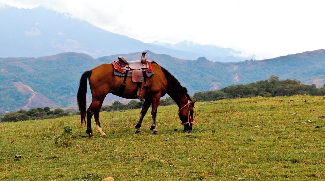 Arranged horseback riding in the cloud forest as well as a guided rafting tour. Both were amazing!