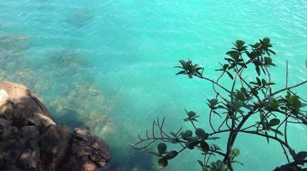 #LifeAtExpedia
#Trindade have beautiful beaches, sometimes some wild animals! Amazing!