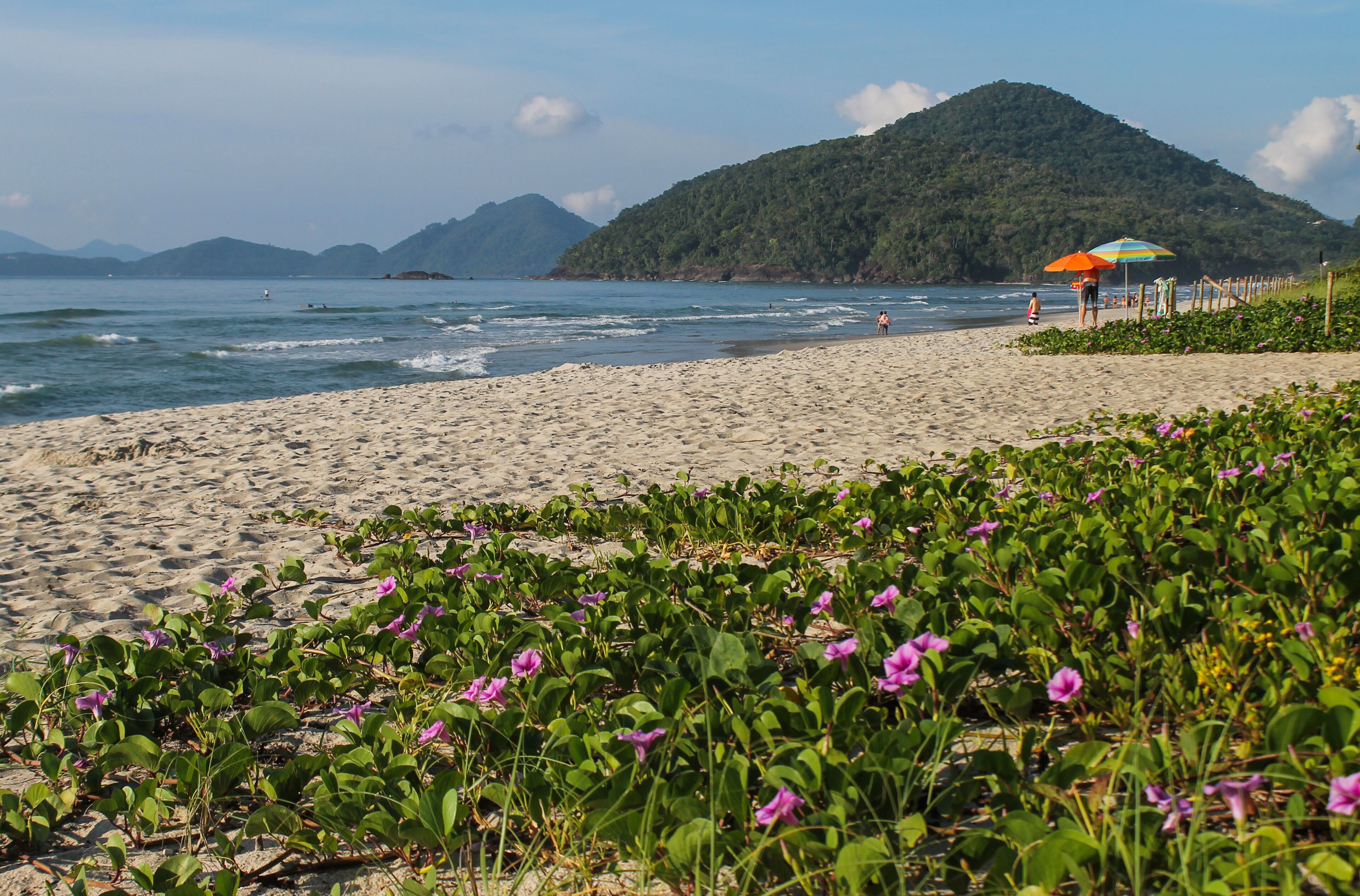 Praia de Itamambuca, em Ubatuba/SP, com jundu e flores lilás em primeiro plano, areias brancas, guarda-sóis, mar azul e montanhas com vegetação ao fundo. Local famoso para surf e natureza exuberante