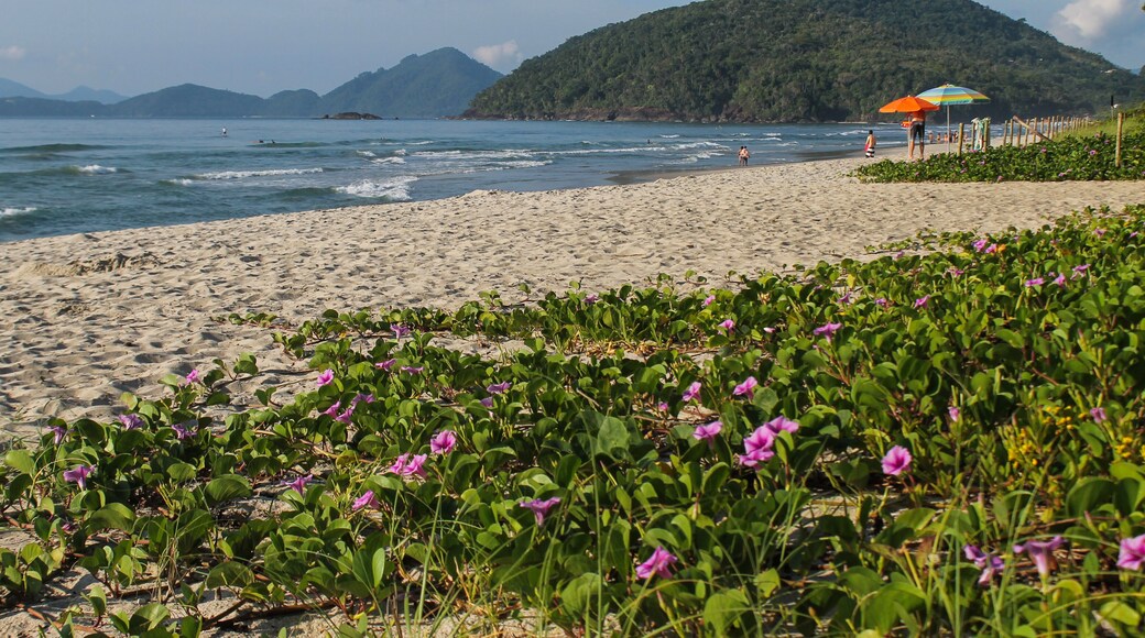 Praia de Itamambuca, em Ubatuba/SP, com jundu e flores lilás em primeiro plano, areias brancas, guarda-sóis, mar azul e montanhas com vegetação ao fundo. Local famoso para surf e natureza exuberante