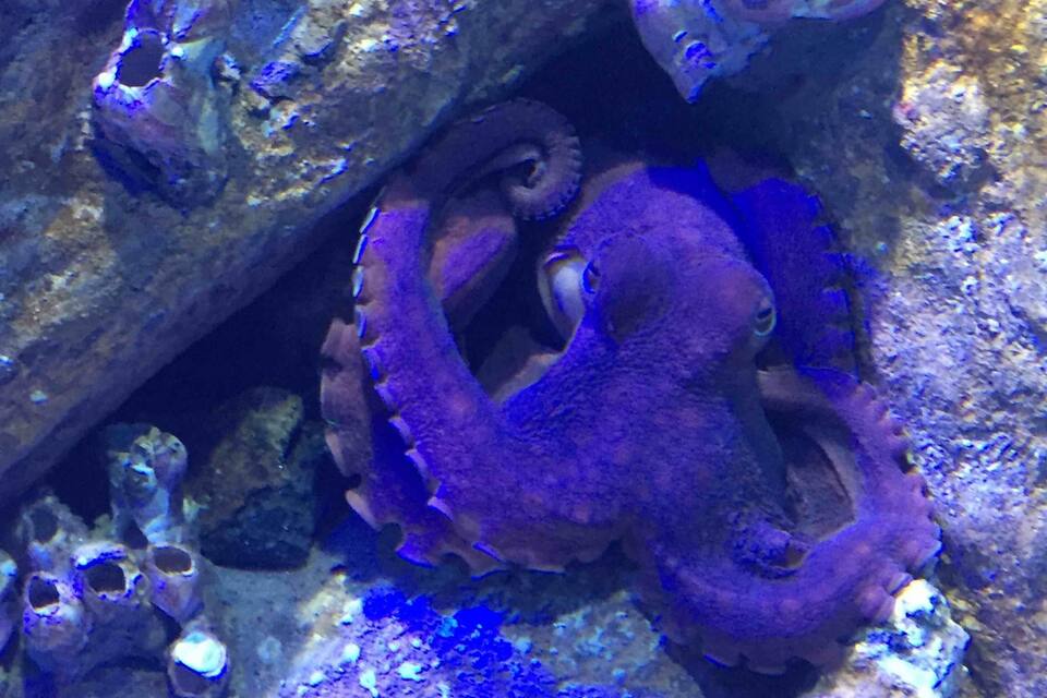 An octopus camouflaged against a rocky underwater surface.