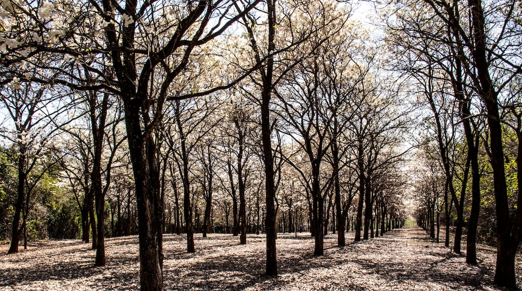 Ipes white tree flowering grove with selective focus in the municipality of Marilia; Shutterstock ID 1539766199; Purchase Order: -
