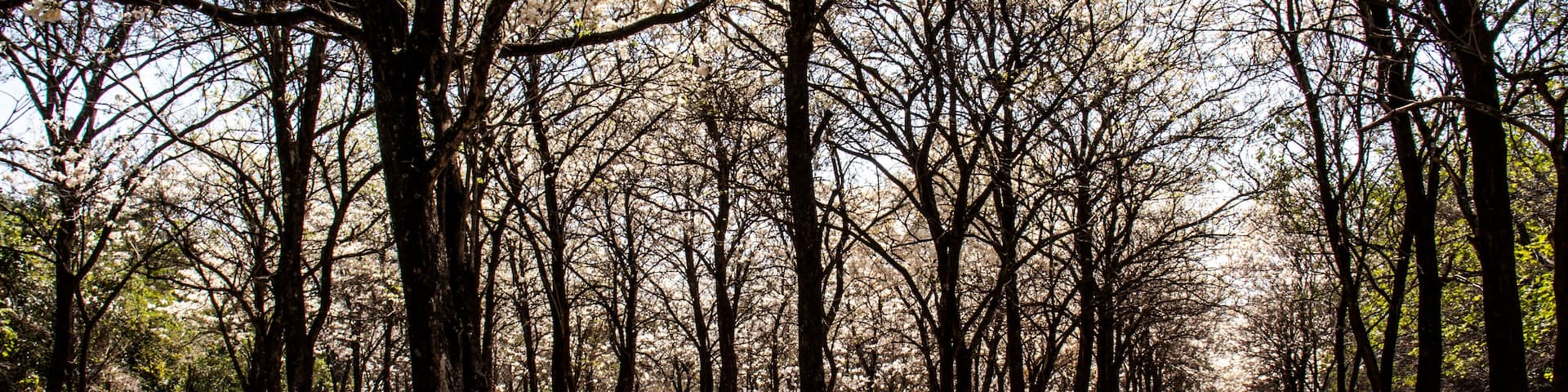 Ipes white tree flowering grove with selective focus in the municipality of Marilia; Shutterstock ID 1539766199; Purchase Order: -