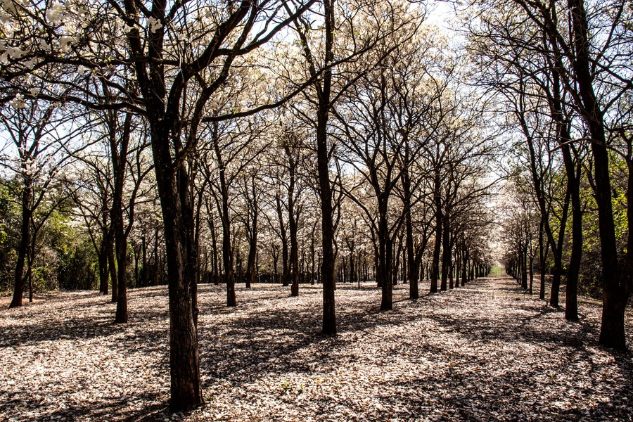 Ipes white tree flowering grove with selective focus in the municipality of Marilia; Shutterstock ID 1539766199; Purchase Order: -