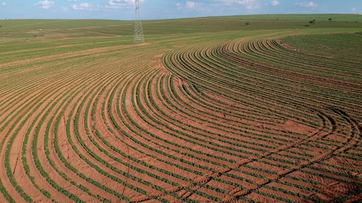 Aerial view from drone of little peanut plant in field and high voltage tower in Brazil