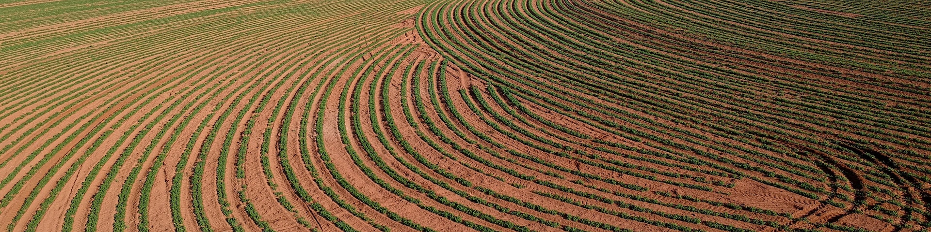 Aerial view from drone of little peanut plant in field and high voltage tower in Brazil