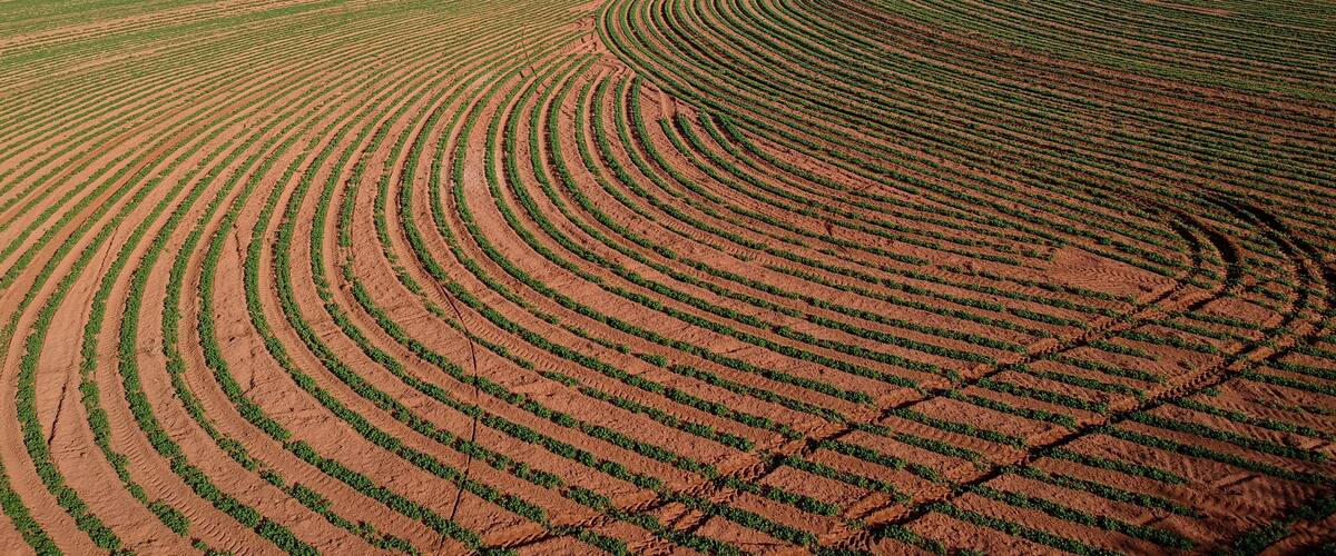A vast agricultural field with distinct crop rows and a power line tower in the distance.
