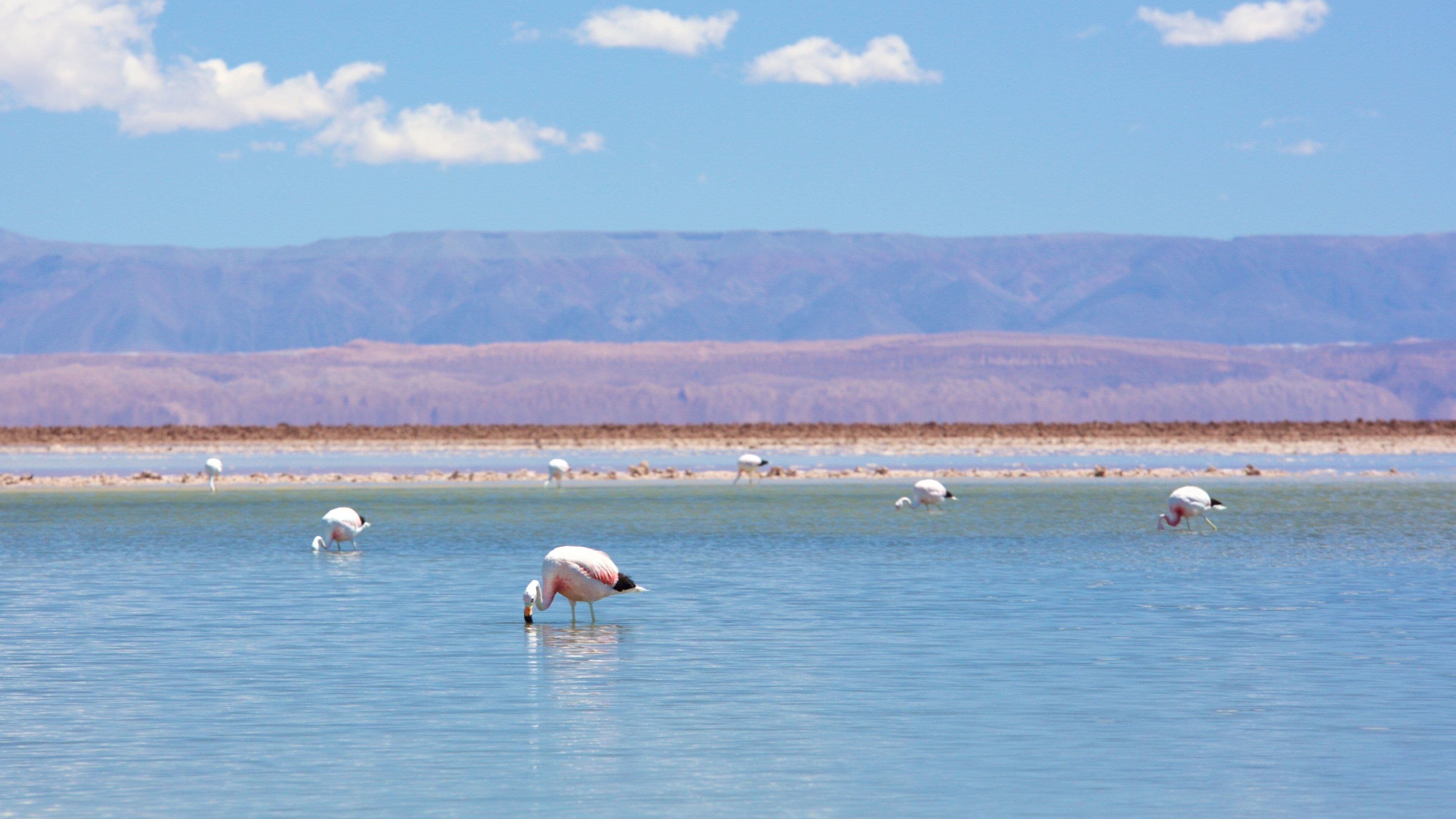 Un lago tranquilo con varias aves blancas, probablemente flamencos, vadeando en el agua. Al fondo, montañas bajo un cielo azul despejado.
