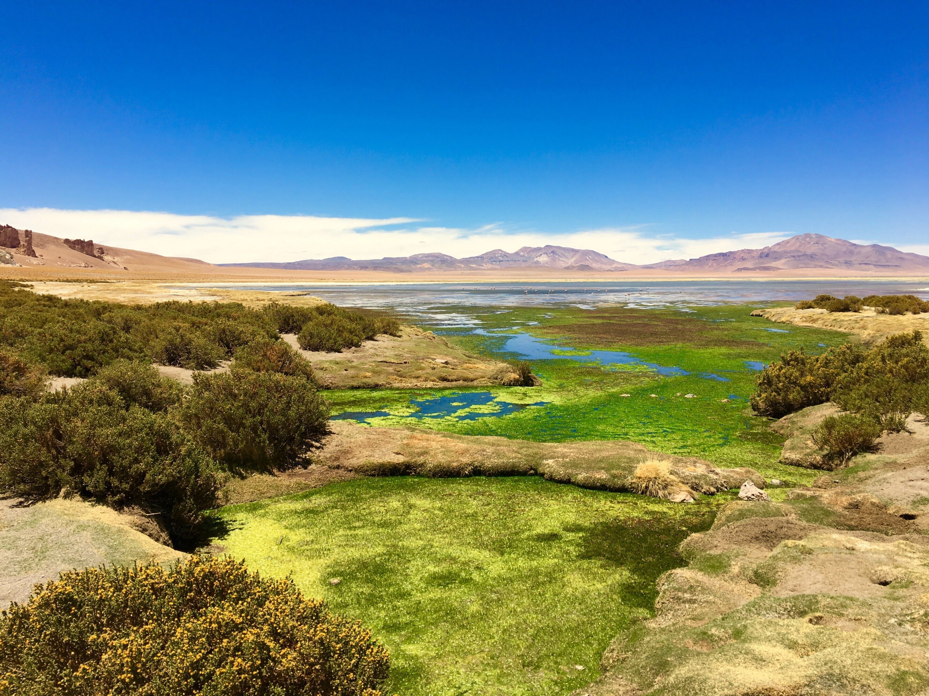 This was my first time seeing flamingoes in the wild (just visible in the centre if you squint hard enough!), which was a bucket list item for me. This trip makes a good trip for a first day in San Pedro de Atacama, as the altitude isn't too high and will ease you in to some of the higher altitude trips fr later in the week. #LifeatExpedia