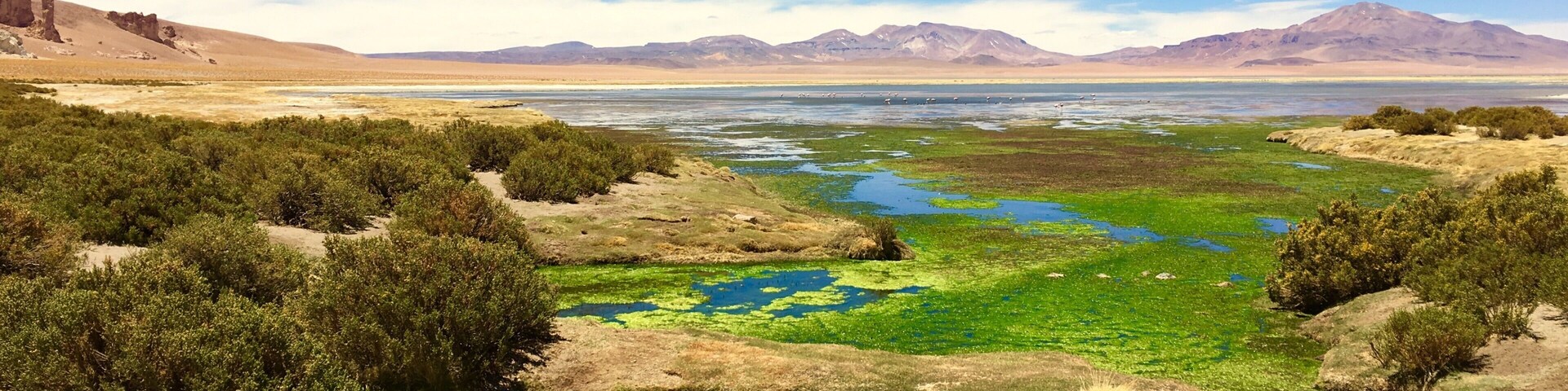 This was my first time seeing flamingoes in the wild (just visible in the centre if you squint hard enough!), which was a bucket list item for me. This trip makes a good trip for a first day in San Pedro de Atacama, as the altitude isn't too high and will ease you in to some of the higher altitude trips fr later in the week. #LifeatExpedia