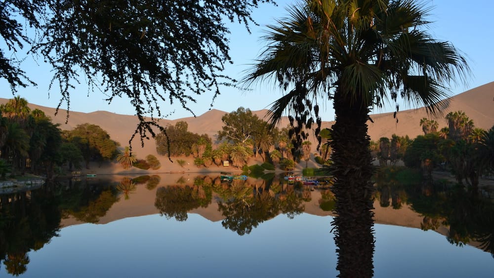 Desert oasis in Ica