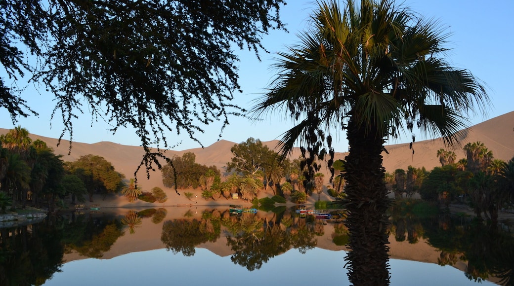 Desert oasis in Ica