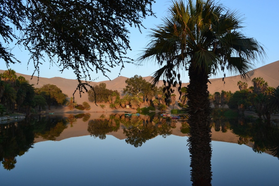 Desert oasis in Ica