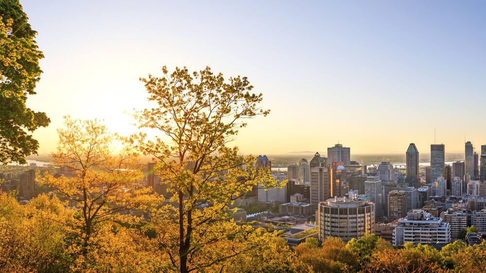 A cityscape with a prominent tree in the foreground and a skyline of high-rise buildings in the background.
