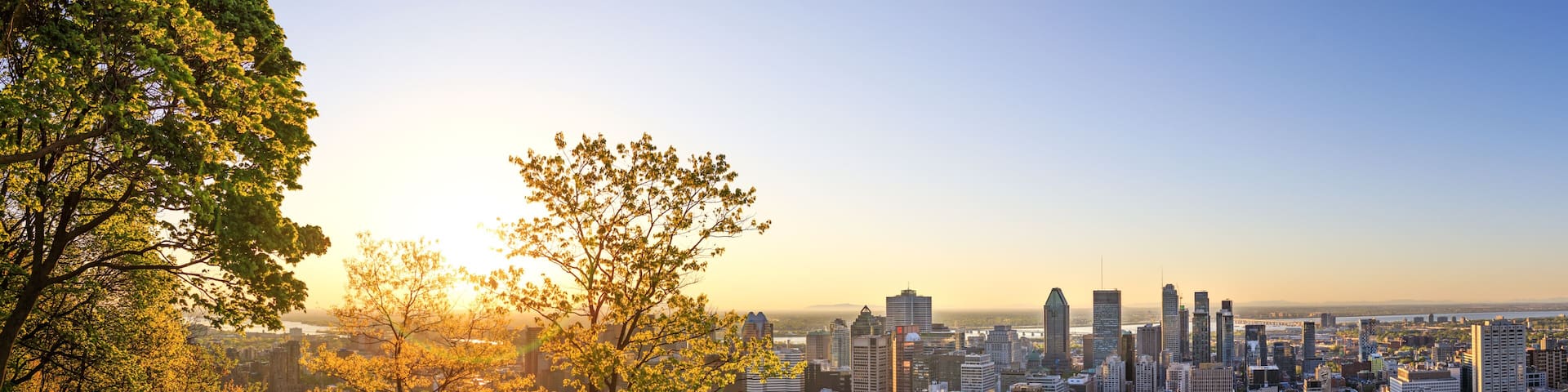 A cityscape with a prominent tree in the foreground and a skyline of high-rise buildings in the background.