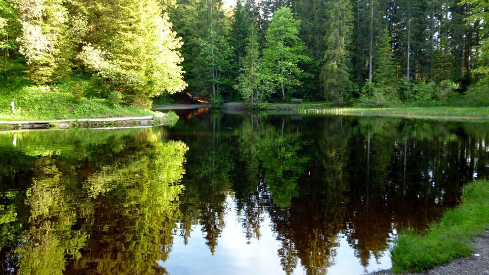 A calm lake surrounded by dense forest.