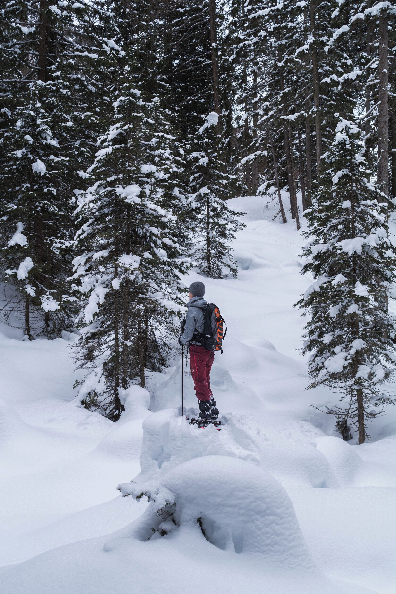 A person hiking in a snowy forest with dense evergreen trees.