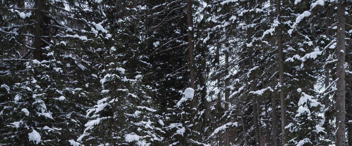 A person hiking in a snowy forest with dense evergreen trees.