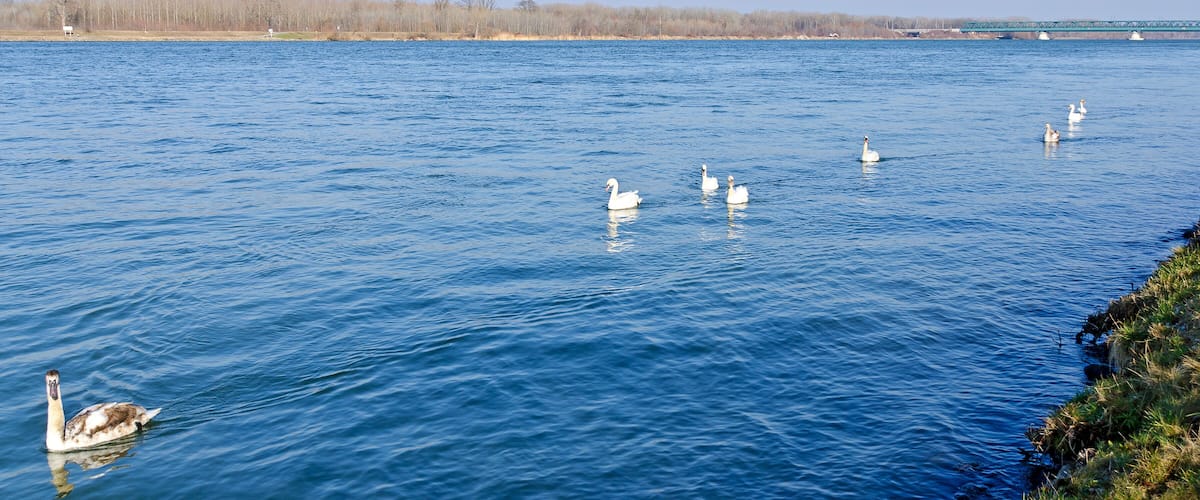 A calm lake with swans swimming, a distant bridge, and a grassy shoreline.