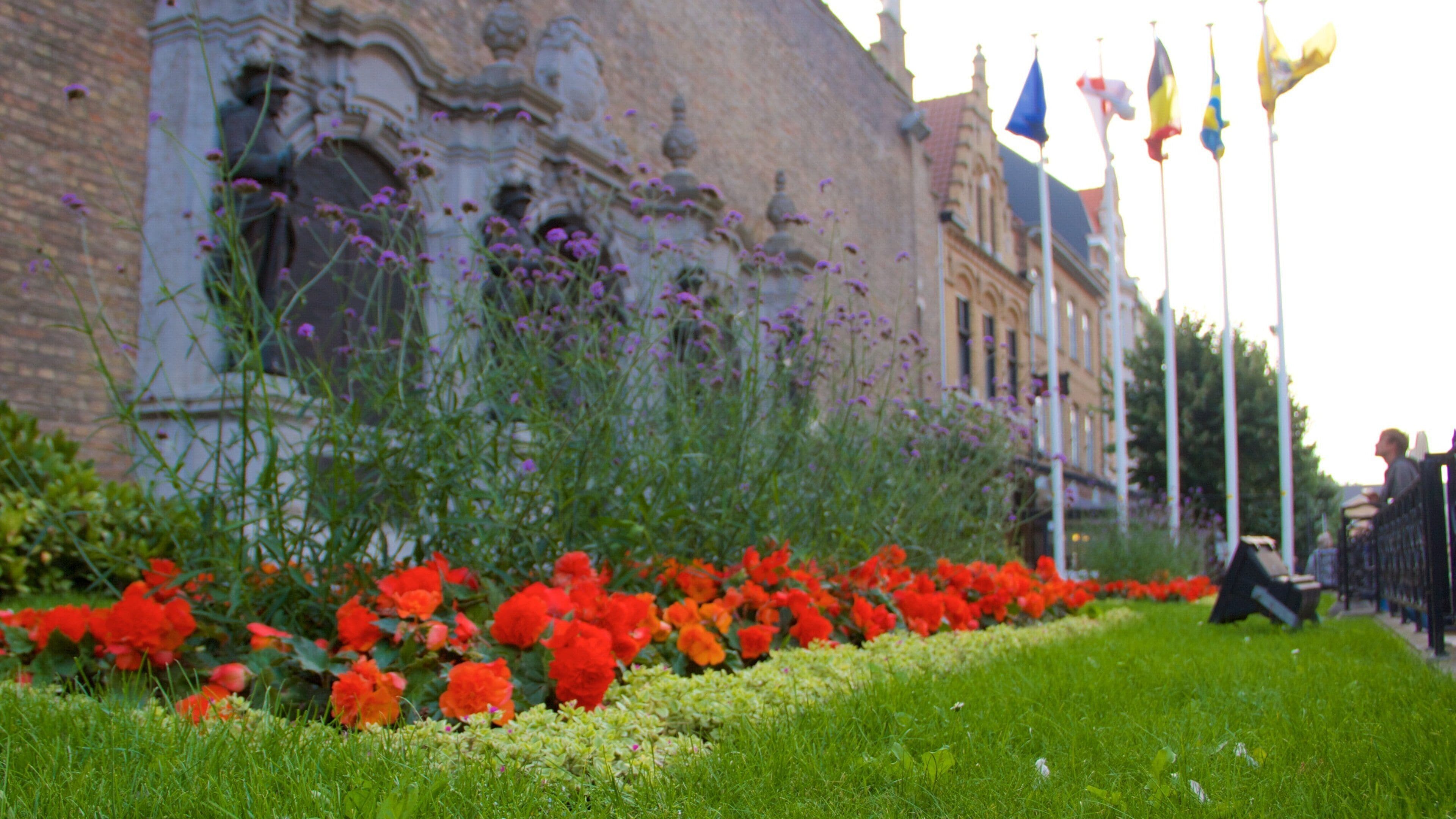Ypres featuring flowers
