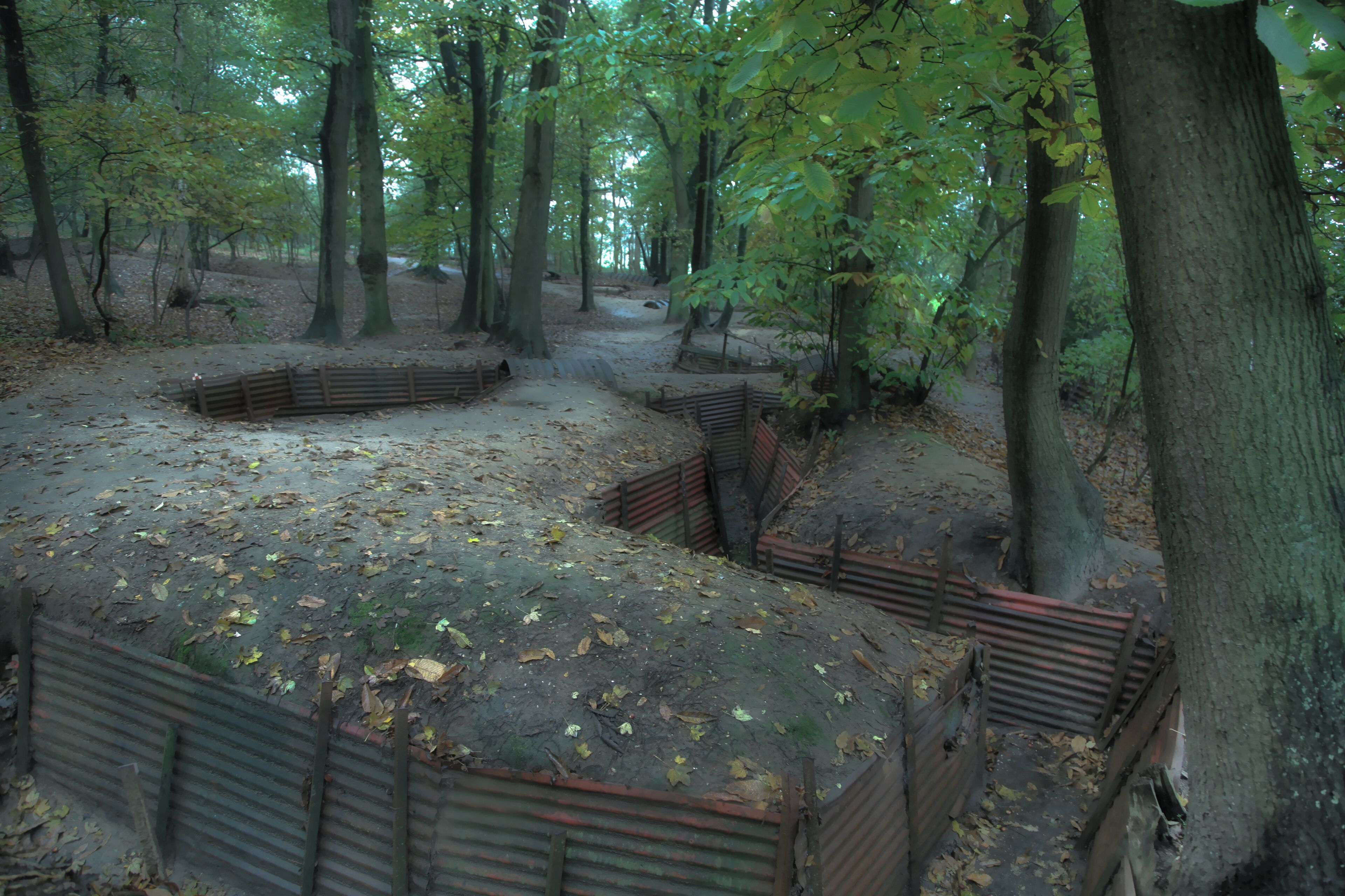 A forest with a dirt path, wooden benches, and leaf-covered ground.