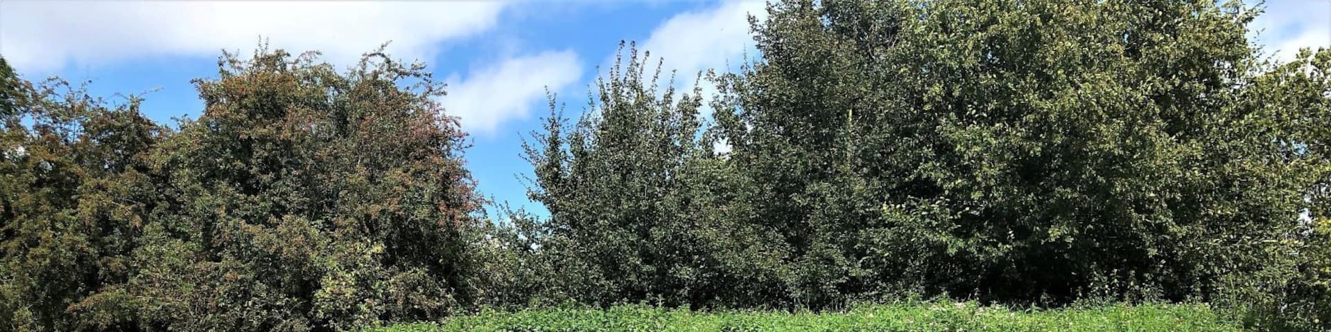 The bunkers at Essex Farm Cemetery are the location where John McCrae wrote the famous poem, "In Flanders Fields".
The bunkers were used as makeshift hospitals where Lieutenant Colonel McCrae tended to the wounded and dying soldiers of World War I.
The cemetery adjacent to the bunkers is the resting place for over 1,000 soldiers of the Great War. The youngest soldier, 5750 Rifleman V.J. Strudwick, aged 15, lies to rest in the cemetery.