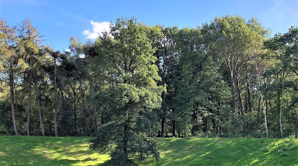 Hill 60 is a World War I battlefield memorial site located almost 5 km south of Ypres. Prior to World War I, the hill was known as Côte des Amants.
The area is covered in pock marks from the mine detonations and underground warfare that became prevalent in WWI. Pictured here is the Caterpillar Crater, where two tunnels were detonated to cause this hole in the landscape. Many soldiers and miners died in the tunnels making Hill 60 a graveyard.
Now tranquil, the scars on the hills are a reminder of the horrors of war from over 100 years ago.
German bunkers are also buried in the hills and peek out from under grass that has started to overgrow the remnants of war.