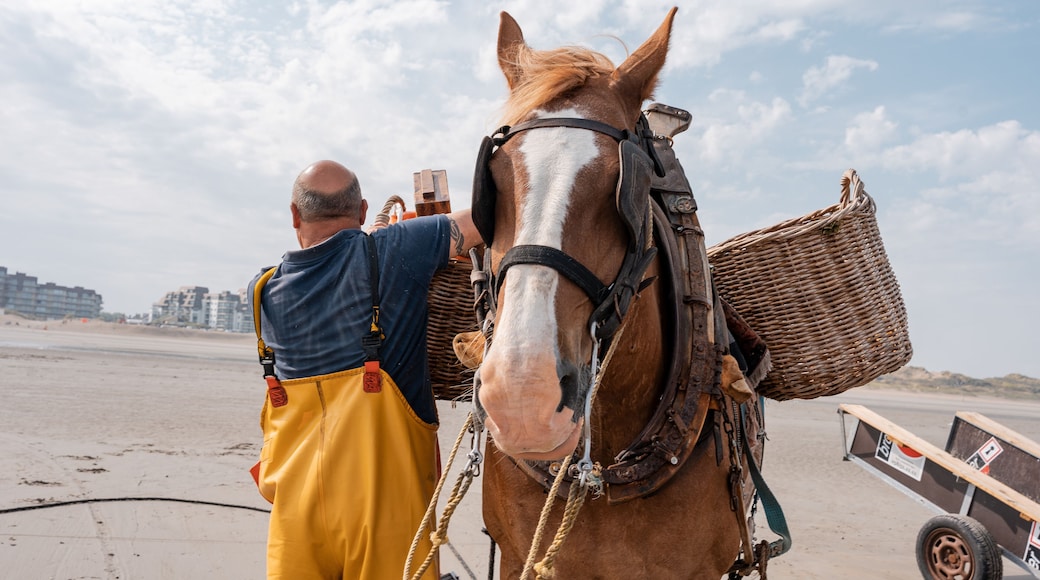 Oostduinkerke Paardevisser, garnaalvisser, kust belgie, unesco werelderfgoed