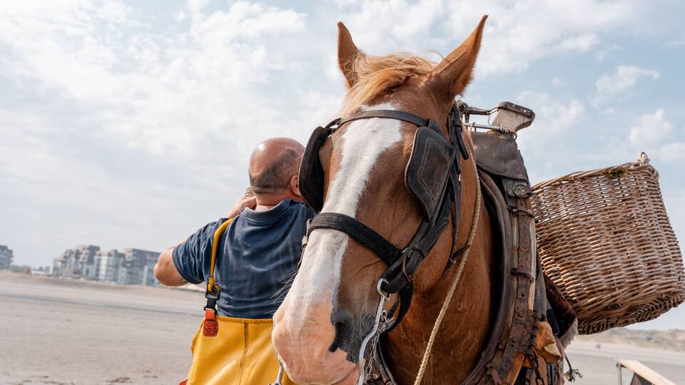 A horse with a basket on its back, a person in yellow pants, and a beach with buildings in the background.