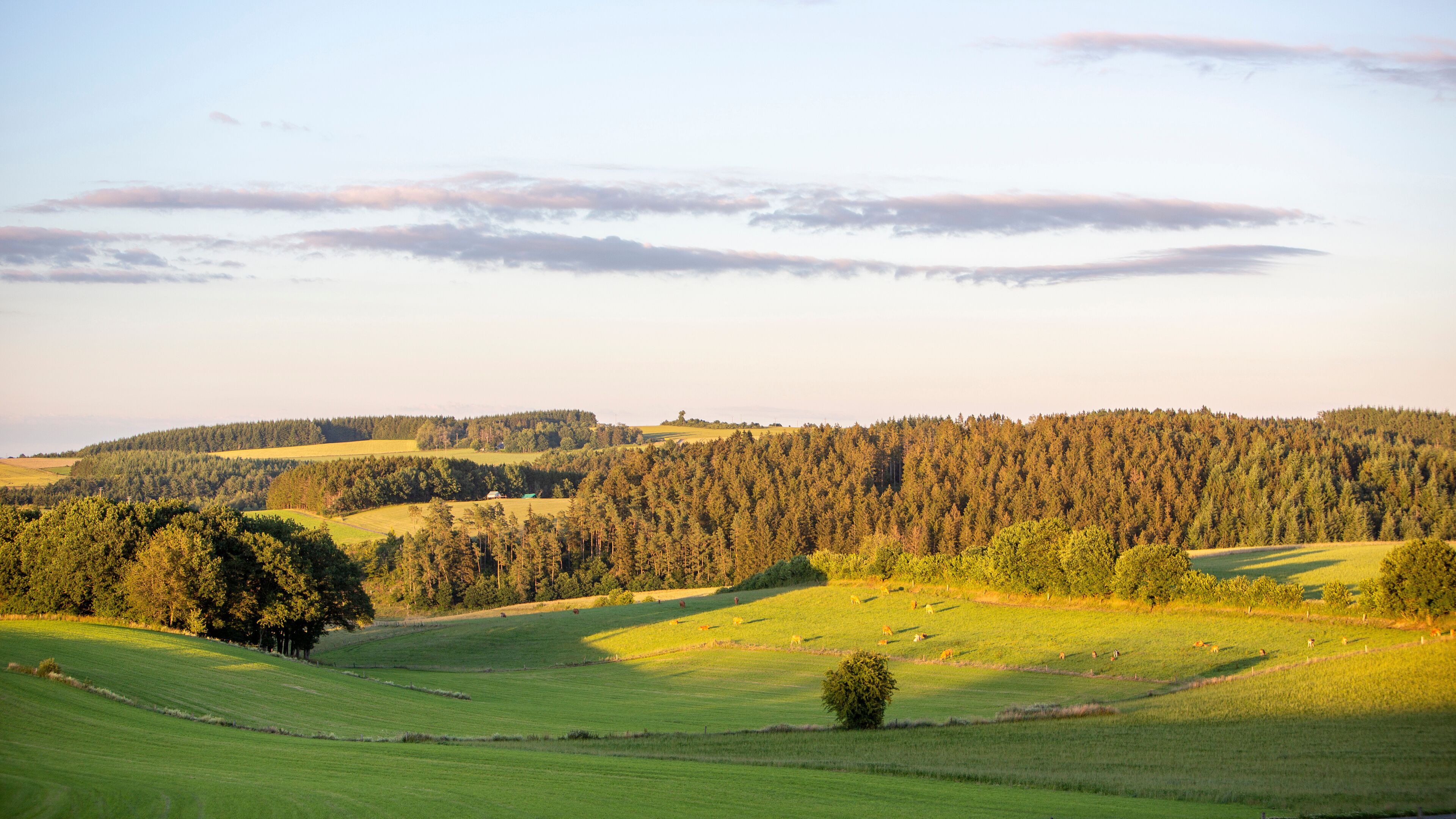Rolling green hills, a dense forest, and a clear sky.