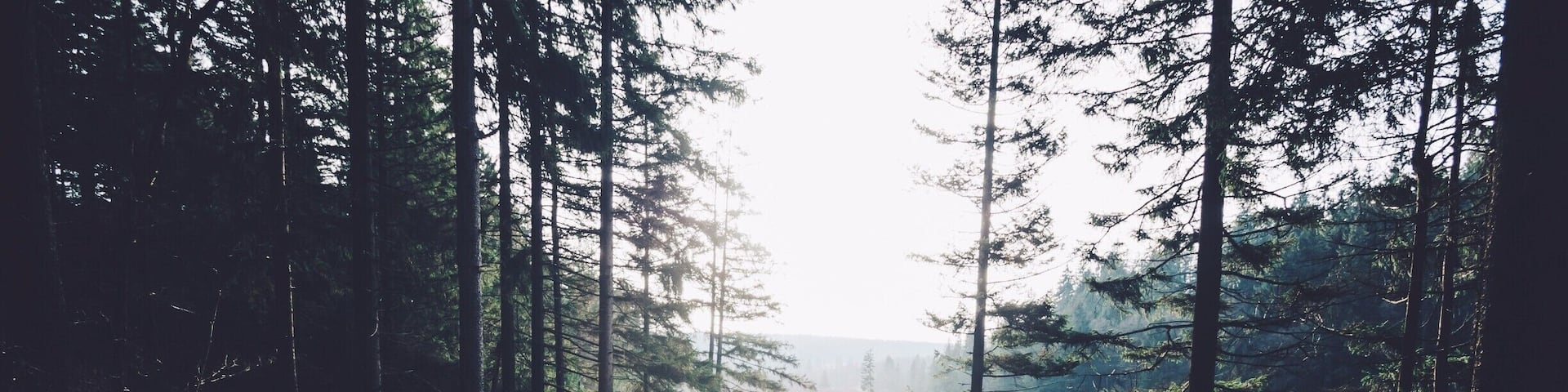 Great hiking trails in the Hautes-Fagnes region close to Eupen. #naturepark #belgium #hautesfagnes #hiking