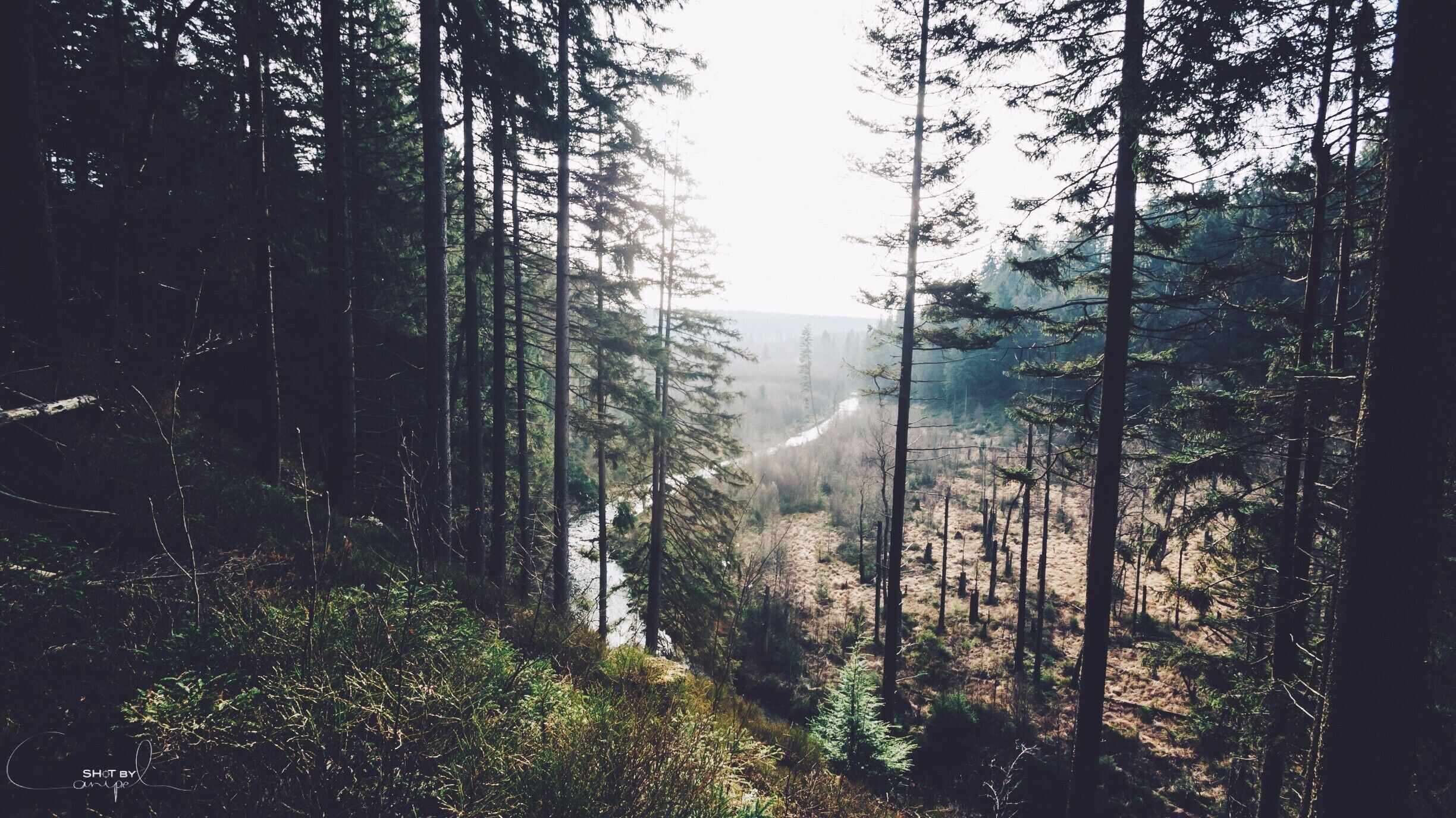 A forest with tall trees and a river in the distance.