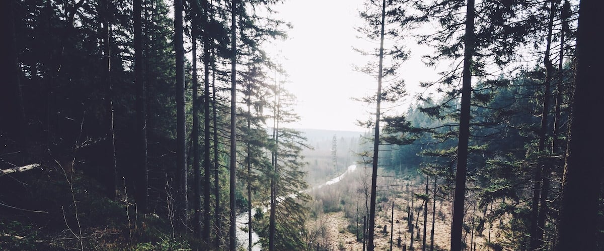 A forest with tall trees and a river in the distance.