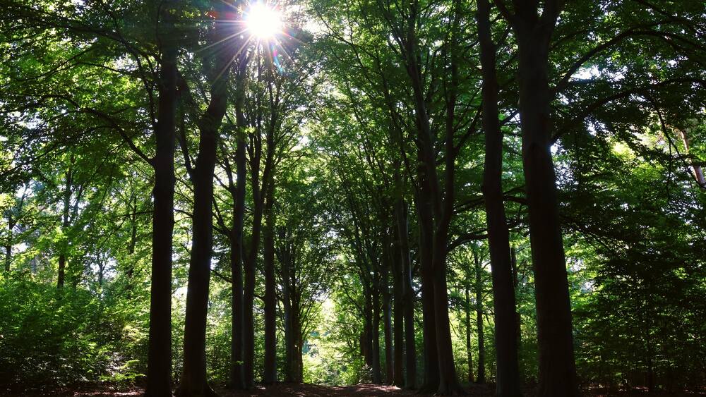 Beautiful forest landscape with sun rays.