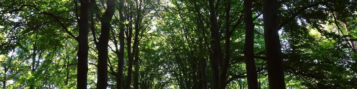 Beautiful forest landscape with sun rays.