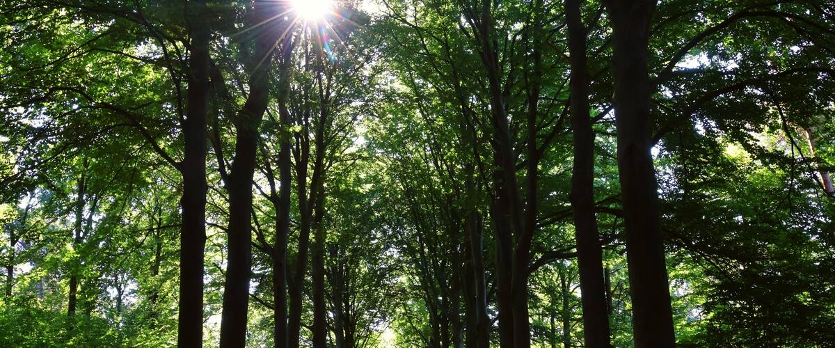 A forest with tall trees and sunlight filtering through the leaves.
