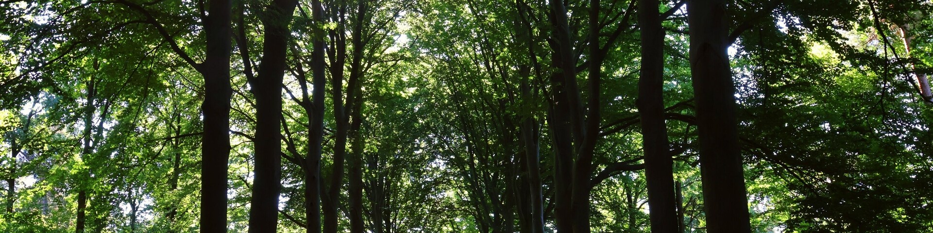 A forest with tall trees and sunlight filtering through the leaves.