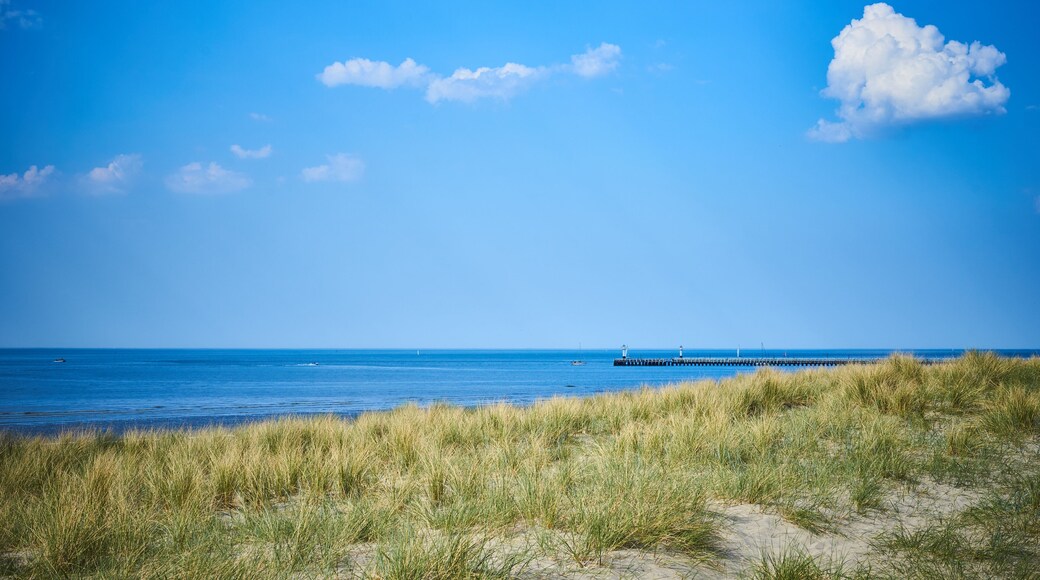 Sandy dunes with grass / Beach of Belgium near Nieuwpoort