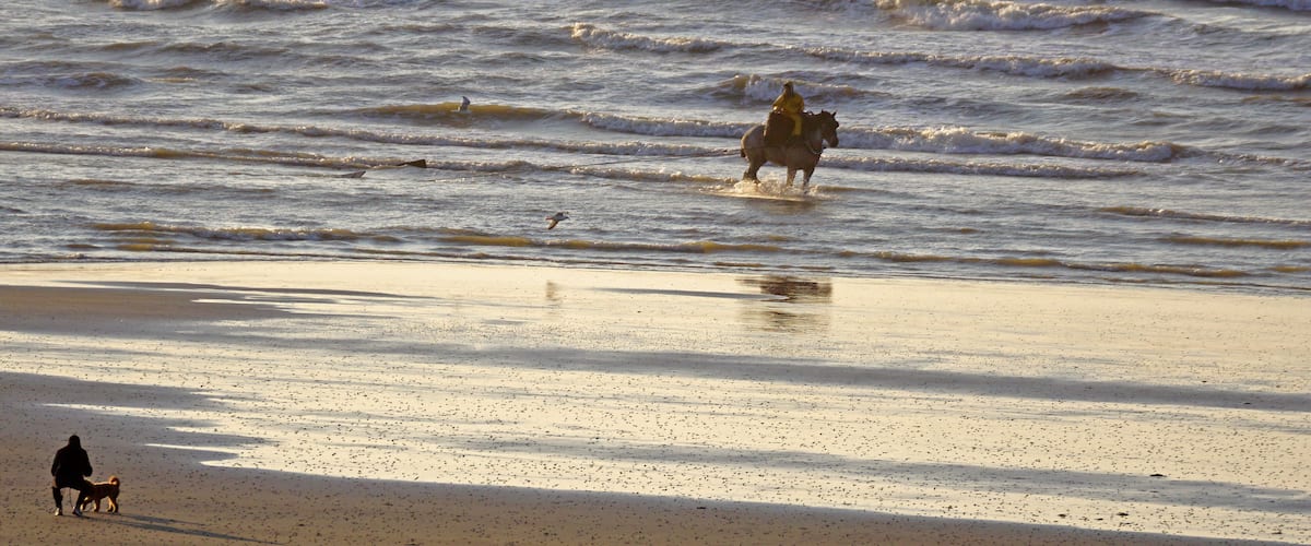 A beach with waves, a horse, and a person walking a dog.