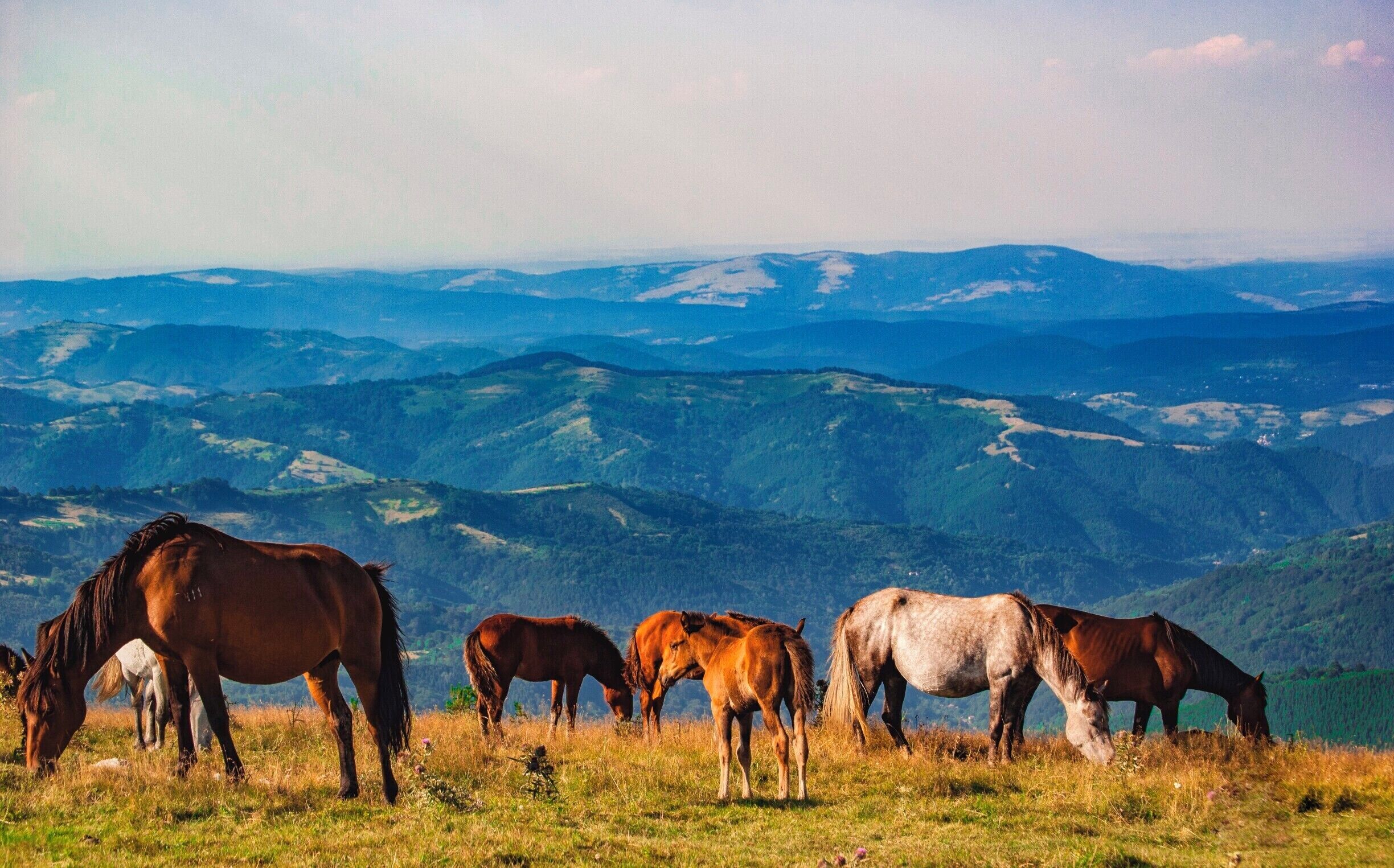 A group of horses grazing on a grassy hillside with a mountainous backdrop.