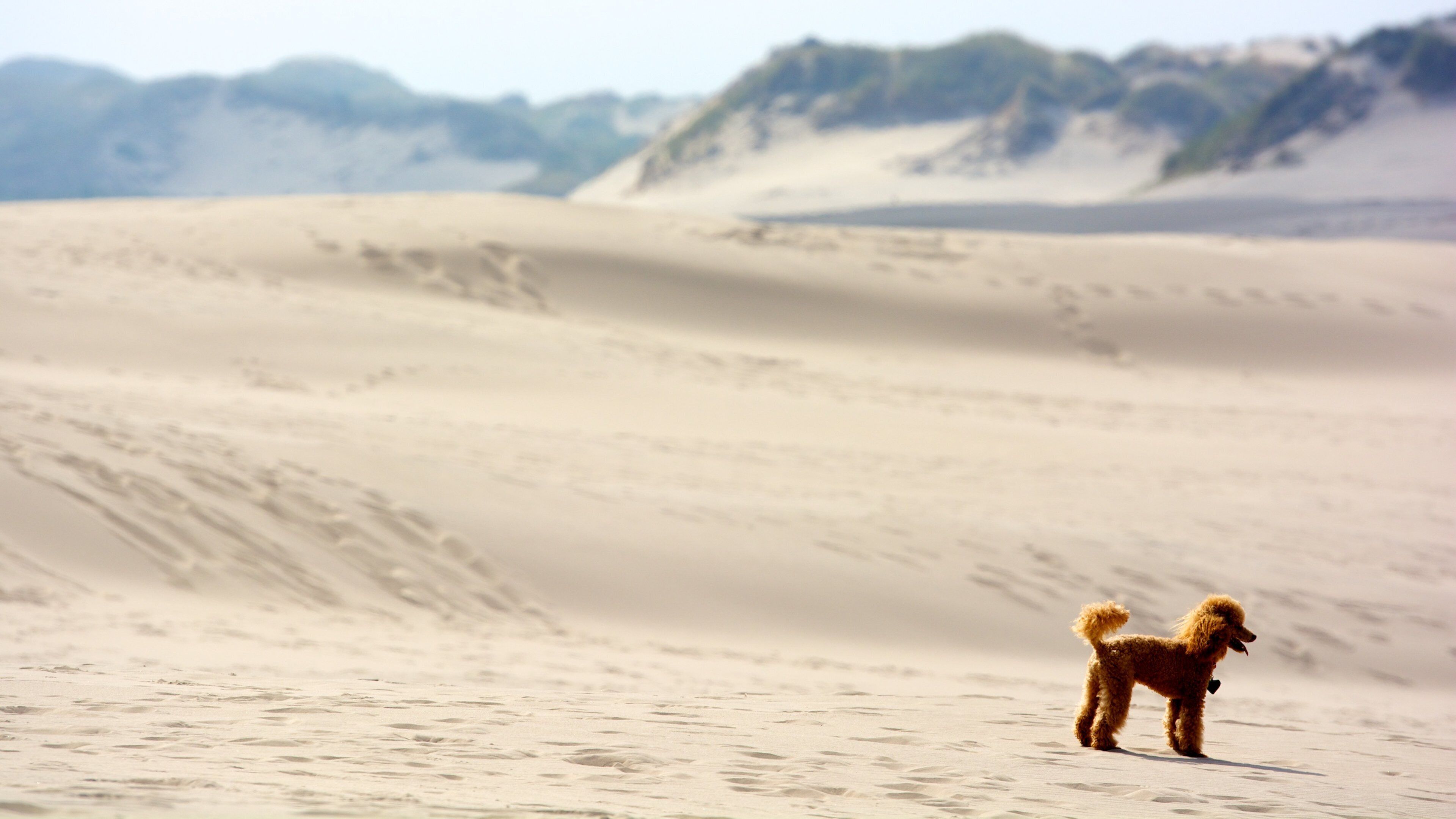 Aalbaek showing a sandy beach and cuddly or friendly animals