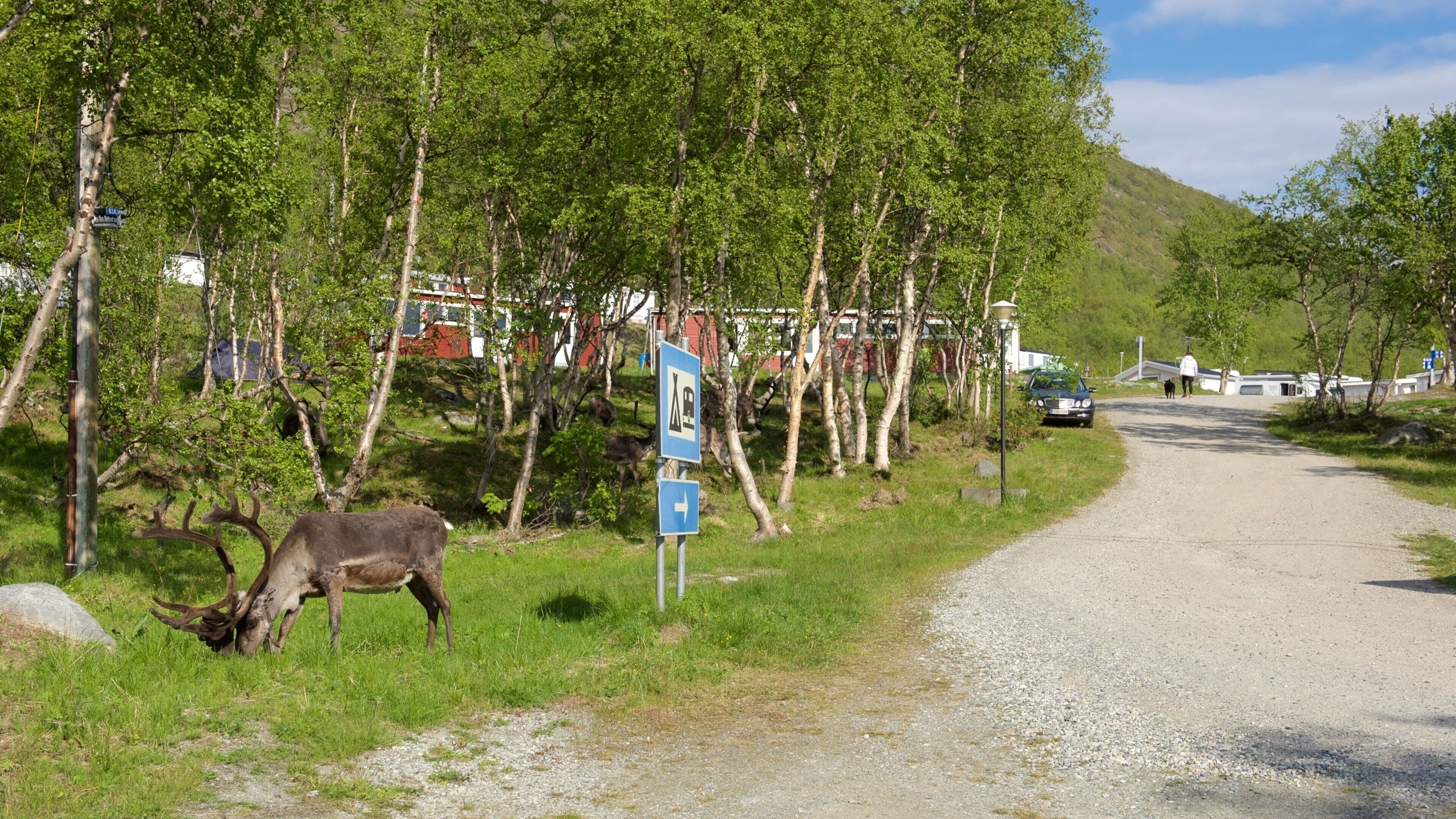 Kilpisjärvi som viser rolig landskap, liten by eller landsby og koselige dyr